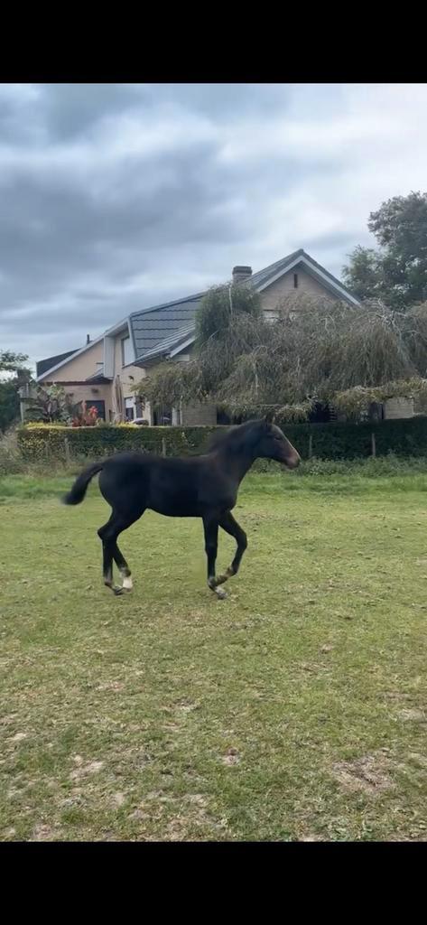 hengste veulen, Dieren en Toebehoren, Paarden