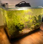Aquarium inclusief vissen, vuurgarnalen en toebehoren, Dieren en Toebehoren, Vissen | Aquaria en Toebehoren, Ophalen, Zo goed als nieuw
