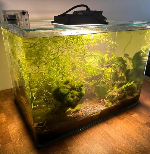 Aquarium inclusief vissen, vuurgarnalen en toebehoren, Dieren en Toebehoren, Vissen | Aquaria en Toebehoren, Zo goed als nieuw