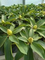 rhododendrons te koop, Enlèvement, Rhododendron