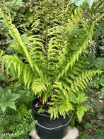 Prachtige grote speciale varen, Tuin en Terras, Planten | Tuinplanten, Ophalen, Vaste plant, Varens, Bloeit niet