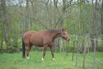 paard te koop, Cheval de dressage, 11 ans ou plus, Hongre, Avec pedigree