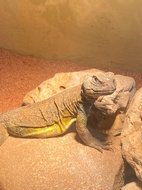 Uromastyx nigriventris orangje, Animaux & Accessoires, Reptiles & Amphibiens, Lézard, 0 à 2 ans, Domestique