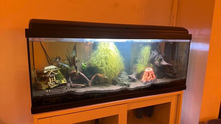 Aquarium met lamp, accesoires, vissen, etc.., Animaux & Accessoires, Poissons | Aquariums & Accessoires, Comme neuf, Enlèvement