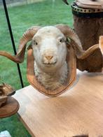 Schaap kop opgezette, Antiek en Kunst, Ophalen of Verzenden