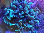 Koralen zeeaquarium soft, LPS, SPS, Dieren en Toebehoren, Overige typen, Zoutwatervis