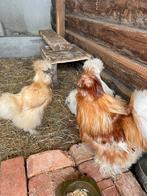 Broedeieren USA zijdehoen Redpyle, Dieren en Toebehoren, Pluimvee, Meerdere dieren