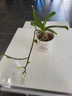 Orchideeën, Maison & Meubles, Plantes d'intérieur, Enlèvement