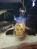 Grote Maruloid Channa van 70 cm, Vis, Zoetwatervis