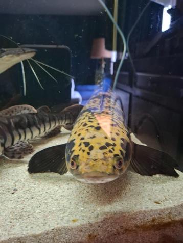 Grote Maruloid Channa van 70 cm beschikbaar voor biedingen