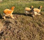 Brahma 2025, Dieren en Toebehoren