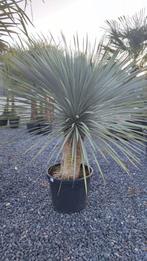 Yucca rostrata palm, Ophalen