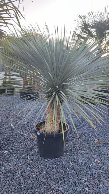 Yucca rostrata palm beschikbaar voor biedingen