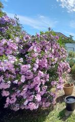 Hibiscus, Tuin en Terras, Zomer, Vaste plant, Ophalen, Volle zon