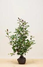 Photinia ‘Red Robin’ 80-100, Ophalen, Minder dan 100 cm