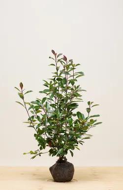 Photinia ‘Red Robin’ 80-100, Tuin en Terras, Planten | Struiken en Hagen, Minder dan 100 cm, Ophalen