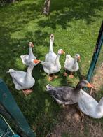 Ganzen, Dieren en Toebehoren, Pluimvee