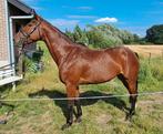 Chique 5 jarige merrie met top afstamming te koop, Dieren en Toebehoren, Paarden, Merrie, Springpaard, Gechipt, 3 tot 6 jaar