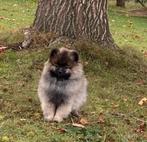 Dwergkees / duitse spitz, België, Keeshond, CDV (hondenziekte), 8 tot 15 weken