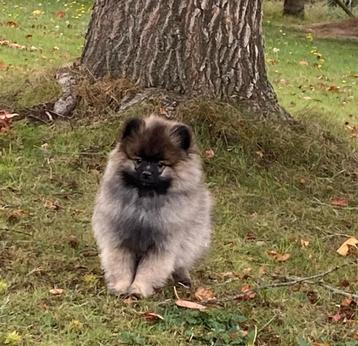 Dwergkees / duitse spitz beschikbaar voor biedingen