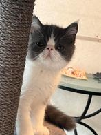 kitten Exotisch korthaar, Kater, Gechipt, 0 tot 2 jaar