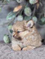 Pomeriaan pup pomearanian pom pup, België, Fokker | Hobbymatig, Keeshond, CDV (hondenziekte)