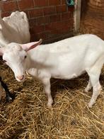 Jonge bokjes, Dieren en Toebehoren, Schapen, Geiten en Varkens, Mannelijk, Geit, 0 tot 2 jaar
