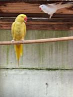 halsbandparkieten, Dieren en Toebehoren, Vogels | Parkieten en Papegaaien, Parkiet, Geringd