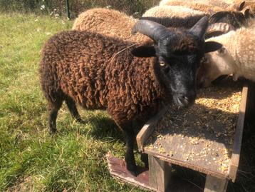 Ouessant schaap ram - zwart - 5maand, Mâle, Mouton, 0 à 2 ans