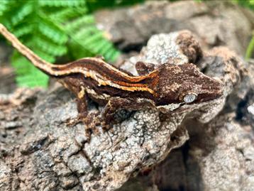 Ongesexte gargoyle + nieuw terrarium  beschikbaar voor biedingen
