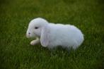 Super lief nederlands dwerg hangoortje (voedster), Dieren en Toebehoren, Konijnen, Dwerg