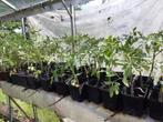 tomatenplanten, Tuin en Terras, Planten | Tuinplanten, Halfschaduw, Ophalen, Eenjarig
