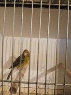 Raza popje groen, Dieren en Toebehoren