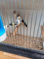Koppel grote distelvinken 25, Dieren en Toebehoren, Vogels | Overige Vogels, Geringd
