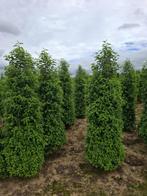 Groenblijvende hagen, Tuin en Terras, Ophalen