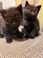 twee kleine kittens op zoek  naar een liefdevol thuis., Dieren en Toebehoren, Poes, Gechipt, 0 tot 2 jaar