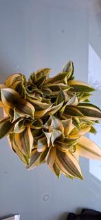 Sanseveria, Huis en Inrichting, Kamerplanten, Ophalen, Volledige schaduw, Overige soorten, In pot