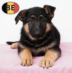 Prachtige Duitse Herder-puppy’s te koop, Dieren en Toebehoren, België, Handelaar, CDV (hondenziekte), 8 tot 15 weken