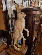 Prachtige opgezette haas - taxidermie, Antiek en Kunst, Ophalen
