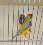 Goulds split satinet, Dieren en Toebehoren