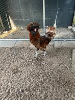 Sierkip haan af te halen, Dieren en Toebehoren, Pluimvee, Mannelijk, Kip