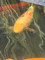 Koi Taisho sanke 55 cm, Dieren en Toebehoren