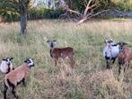 Jonge ram, Dieren en Toebehoren, Schapen, Geiten en Varkens