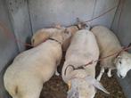 Lot van 7 jaarling ooien, Vrouwelijk, Schaap, 0 tot 2 jaar