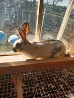 Jonge rammelaar, Dieren en Toebehoren, Konijnen, Mannelijk, Groot, 0 tot 2 jaar