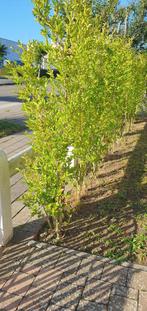 Haagplant Ligustrum Ovalifolium (liguster), Tuin en Terras, Ophalen, Vaste plant, Overige soorten