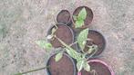 Acuba Japonica (broodboom) in pot., Ophalen, Vaste plant, Overige soorten