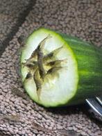 Garnalen, Dieren en Toebehoren, Vissen | Aquariumvissen, Kreeft, Krab of Garnaal, Zoetwatervis, Schoolvis