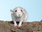 Tamme ratjes / rittens dumbo, Dieren en Toebehoren, Meerdere dieren, Rat, Tam