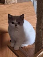 Brits korthaar kitten, Poes, Gechipt, 0 tot 2 jaar